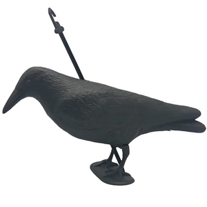 ���� ������